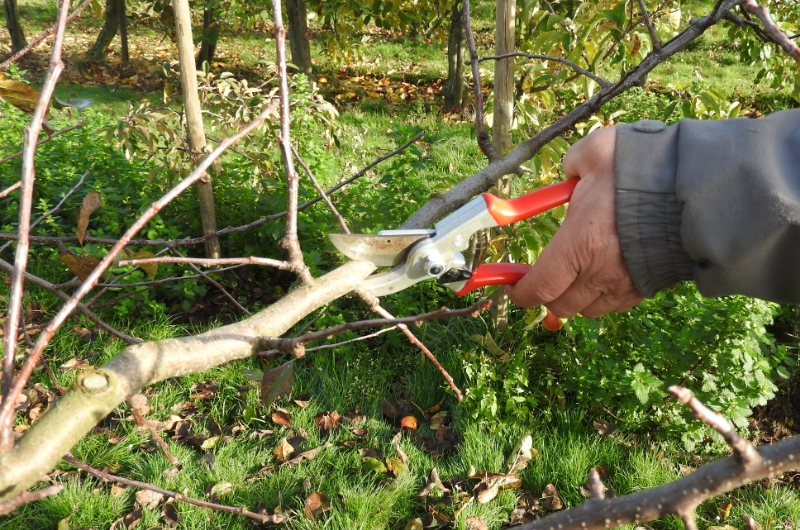 snoeien-fruitbomen.jpg